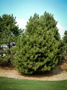 Сосна Чёрная (Pinus Nigra) купить по цене от 270.00р. в интернет-магазине «Посадика» с доставкой почтой в в Няндомае и по всей России – [изображение №1].