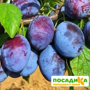 Слива Чачакская ранняя купить по цене от 229.00р. в интернет-магазине «Посадика» с доставкой почтой в в Няндомае и по всей России – [изображение №1].