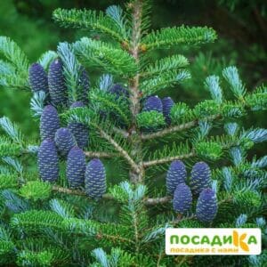 Пихта корейская (Abies koreana) купить по цене от 450.00р. в интернет-магазине «Посадика» с доставкой почтой в в Няндомае и по всей России – [изображение №1].