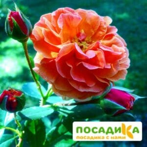 Роза Арабия купить по цене от 350.00р. в интернет-магазине «Посадика» с доставкой почтой в в Няндомае и по всей России – [изображение №1].