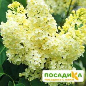 Сирень Примроуз (Primrose) купить по цене от 529.00р. в интернет-магазине «Посадика» с доставкой почтой в в Няндомае и по всей России – [изображение №1].