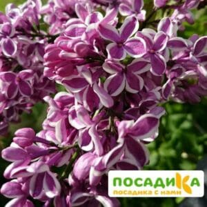 Сирень Сенсация купить по цене от 529.00р. в интернет-магазине «Посадика» с доставкой почтой в в Няндомае и по всей России – [изображение №1].