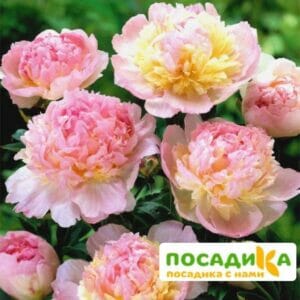 Пион Распберри Сандей (Paeonia Raspberry Sundae) купить по цене от 959р. в интернет-магазине «Посадика» с доставкой почтой в в Няндомае и по всей России – [изображение №1].