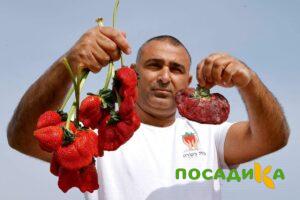 Клубника Гигант Джорнея купить по цене от 266р. в интернет-магазине «Посадика» с доставкой почтой в в Няндомае и по всей России – [изображение №1].