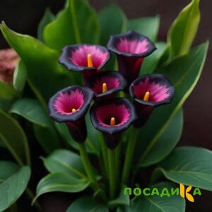 Калла Аура Лейс купить по цене от 400р. в интернет-магазине «Посадика» с доставкой почтой в в Няндомае и по всей России – [изображение №1].