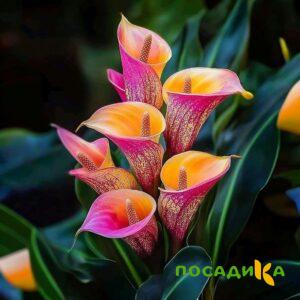 Калла Оникс купить по цене от 450р. в интернет-магазине «Посадика» с доставкой почтой в в Няндомае и по всей России – [изображение №1].