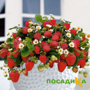Клубника Рубиновый Шепот (горшечная) купить по цене от 240р. в интернет-магазине «Посадика» с доставкой почтой в в Няндомае и по всей России – [изображение №1].