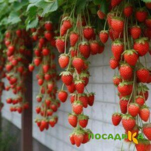 Клубника вьющаяся Комплимент купить по цене от 470р. в интернет-магазине «Посадика» с доставкой почтой в в Няндомае и по всей России – [изображение №1].