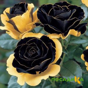 Роза Ханни Сикл купить по цене от 700р. в интернет-магазине «Посадика» с доставкой почтой в в Няндомае и по всей России – [изображение №1].