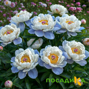 Пион акварельный Этюд купить по цене от 806р. в интернет-магазине «Посадика» с доставкой почтой в в Няндомае и по всей России – [изображение №1].