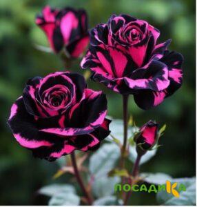 Роза Багровый Шепот купить по цене от 366р. в интернет-магазине «Посадика» с доставкой почтой в в Няндомае и по всей России – [изображение №1].