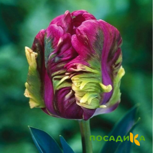 Тюльпан Экзотик Хэвен купить по цене от 186р. в интернет-магазине «Посадика» с доставкой почтой в в Няндомае и по всей России – [изображение №1].