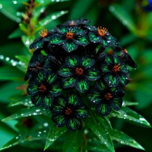 Флокс Ривьера купить по цене от 299р. в интернет-магазине «Посадика» с доставкой почтой в в Няндомае и по всей России – [изображение №1].