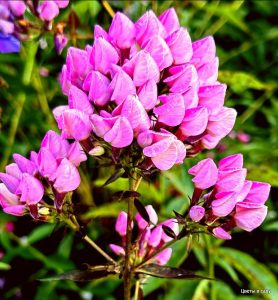 Флокс Бутоник купить по цене от 461р. в интернет-магазине «Посадика» с доставкой почтой в в Няндомае и по всей России – [изображение №1].