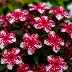 Флокс Ливер Гриммер купить по цене от 590р. в интернет-магазине «Посадика» с доставкой почтой в в Няндомае и по всей России – [изображение №1].